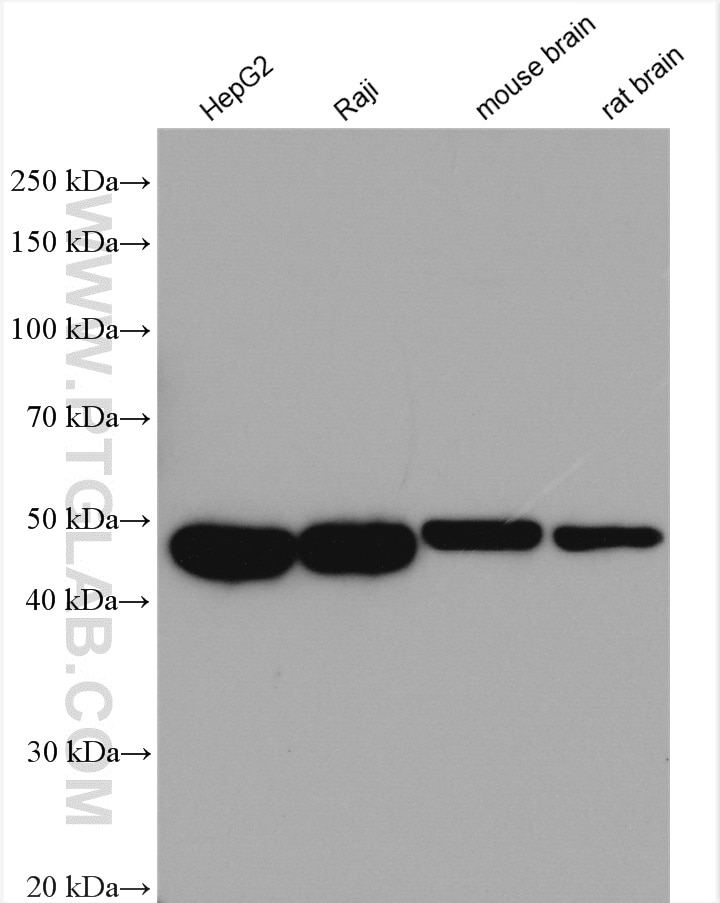 Western Blot (WB) analysis of various lysates using FAM98B Polyclonal antibody (22251-1-AP)