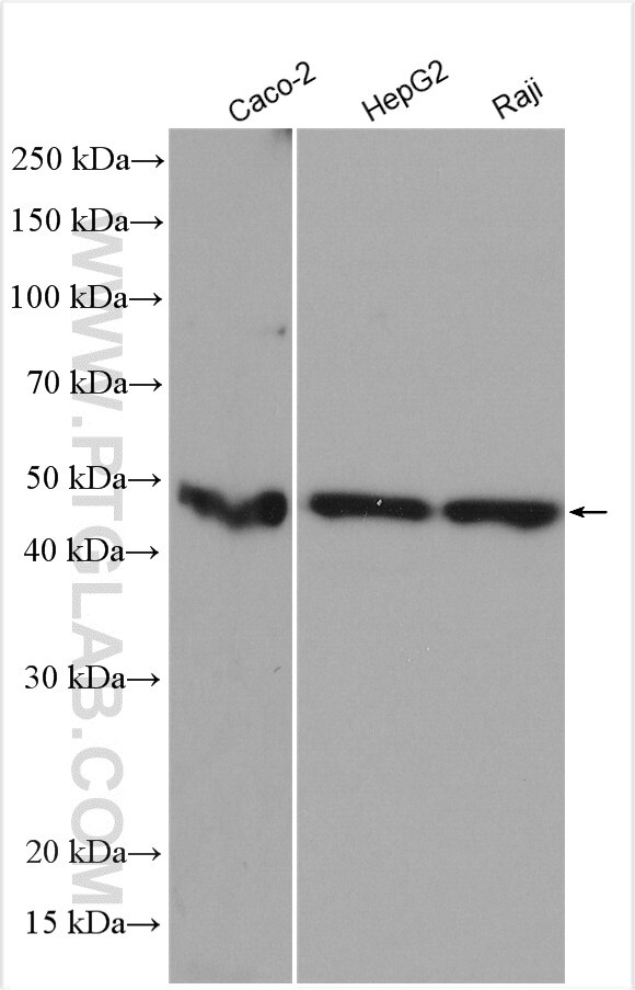 Western Blot (WB) analysis of various lysates using FAM98B Polyclonal antibody (22251-1-AP)