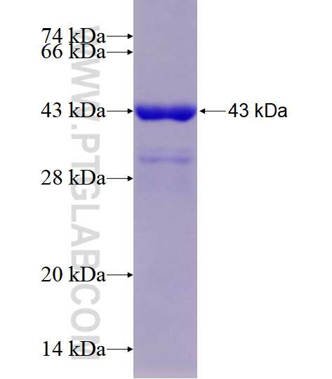 FAM98B fusion protein Ag17747 SDS-PAGE