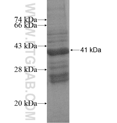 FAM98C fusion protein Ag15042 SDS-PAGE