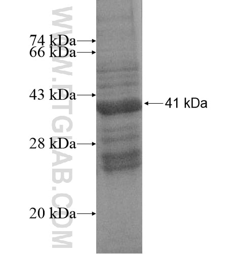 FAM98C fusion protein Ag15042 SDS-PAGE