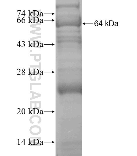 FANCB fusion protein Ag19587 SDS-PAGE