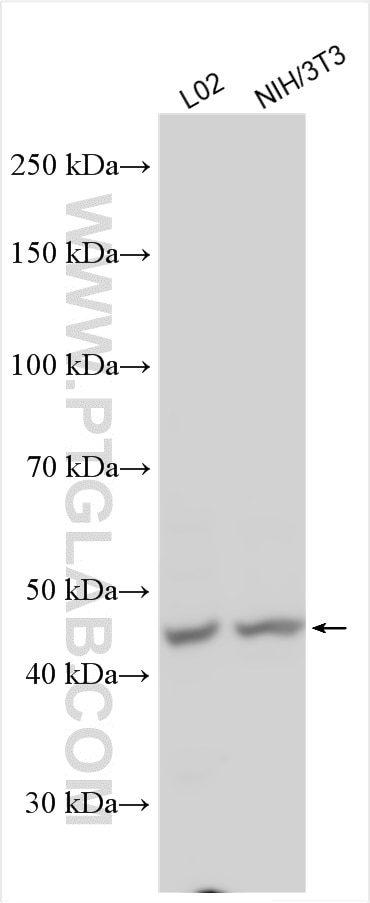 Western Blot (WB) analysis of various lysates using FANCC Polyclonal antibody (16973-1-AP)