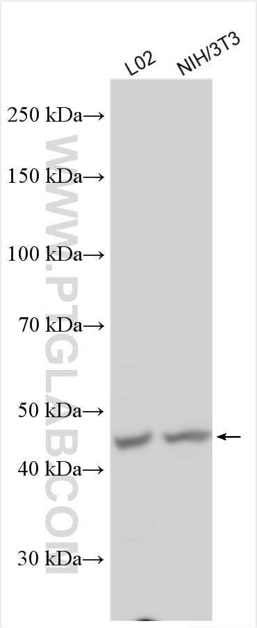 WB analysis using 16973-1-AP