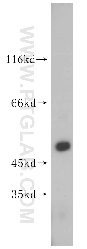 Western Blot (WB) analysis of HepG2 cells using FANCC Polyclonal antibody (16973-1-AP)