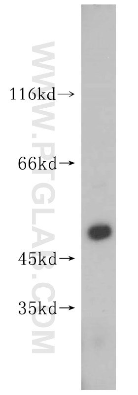 WB analysis of HepG2 using 16973-1-AP