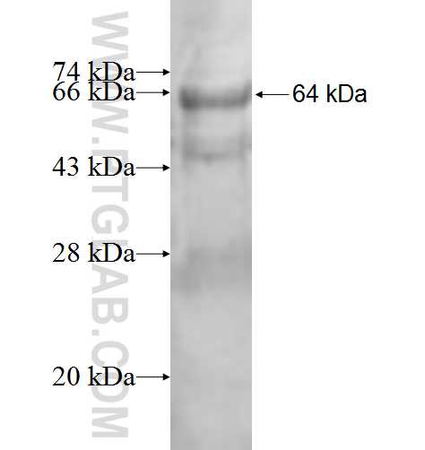 FANCC fusion protein Ag9408 SDS-PAGE