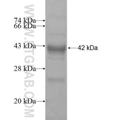 FANCC fusion protein Ag9423 SDS-PAGE