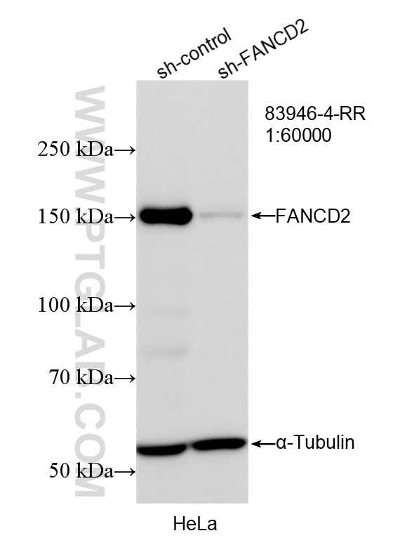 Western Blot (WB) analysis of HeLa cells using FANCD2 Recombinant monoclonal antibody (83946-4-RR)