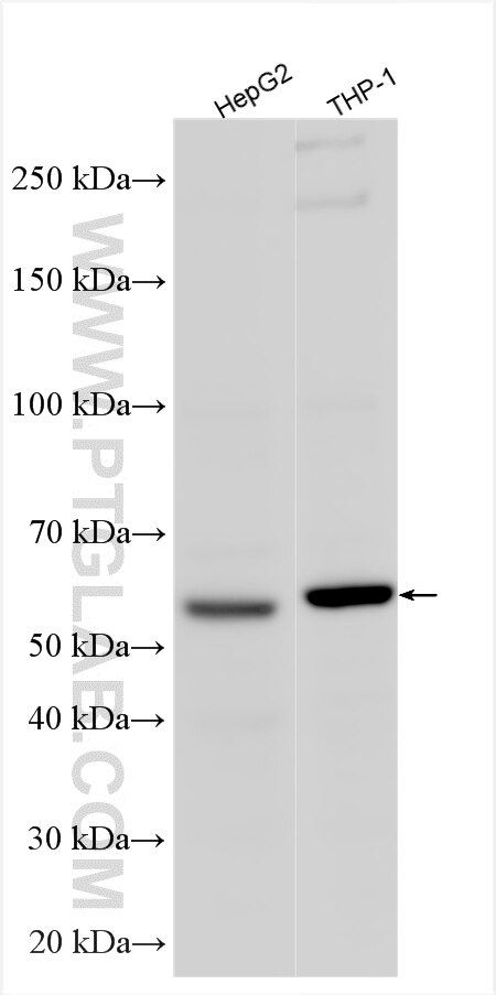 Western Blot (WB) analysis of various lysates using FANCE Polyclonal antibody (32520-1-AP)