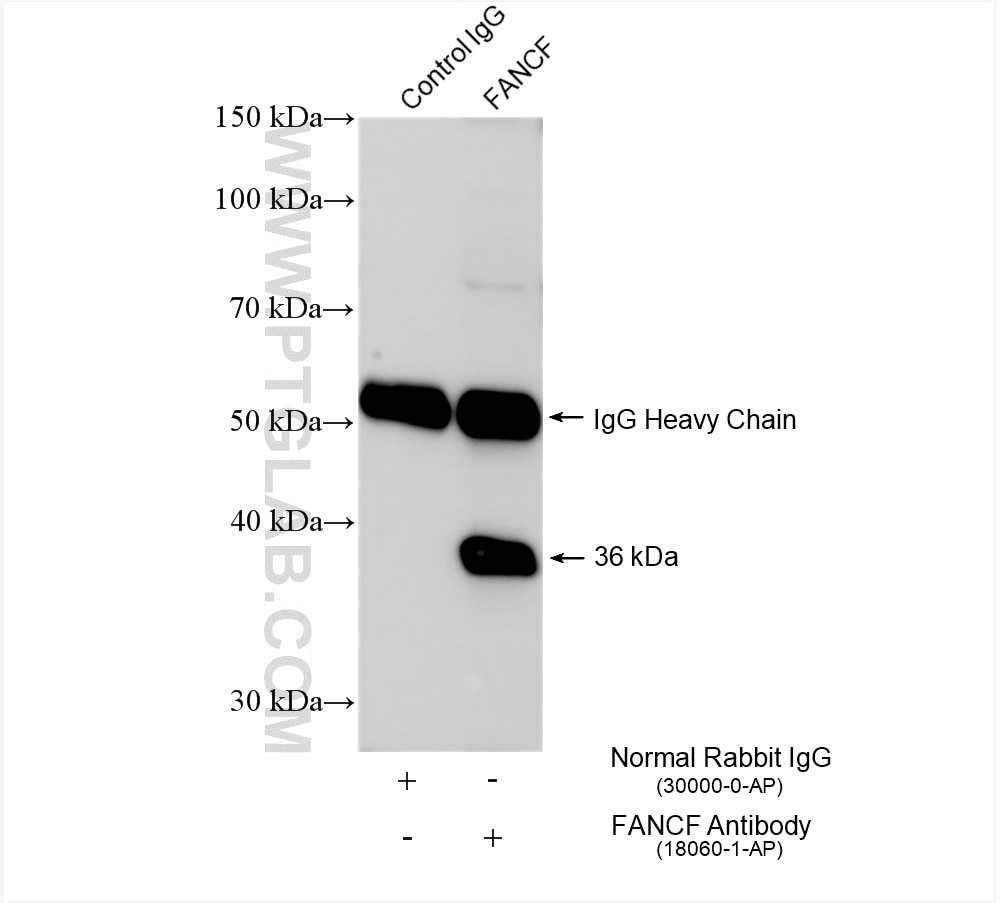 Immunoprecipitation (IP) experiment of HeLa cells using FANCF Polyclonal antibody (18060-1-AP)