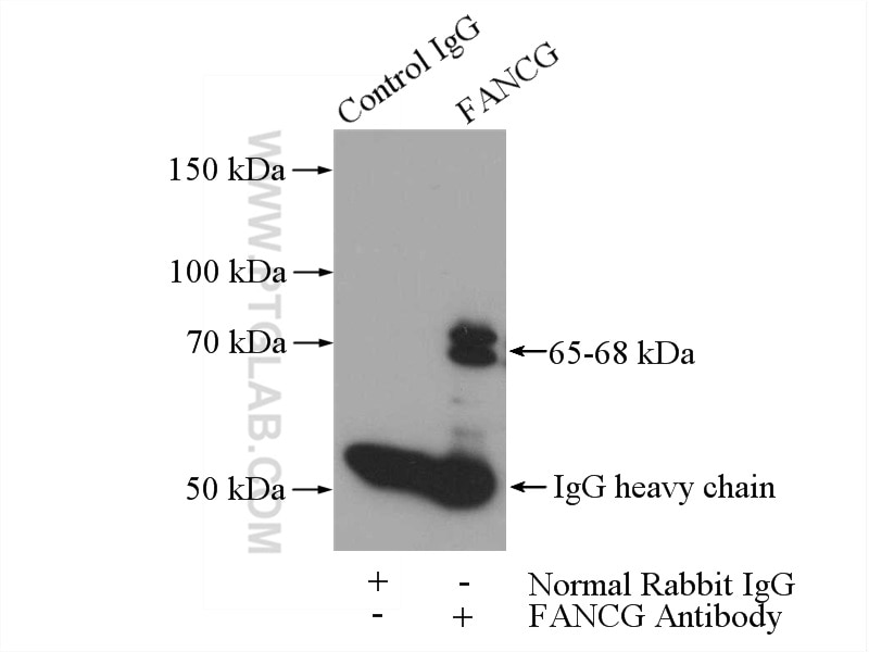 Immunoprecipitation (IP) experiment of mouse testis tissue using FANCG Polyclonal antibody (10215-1-AP)