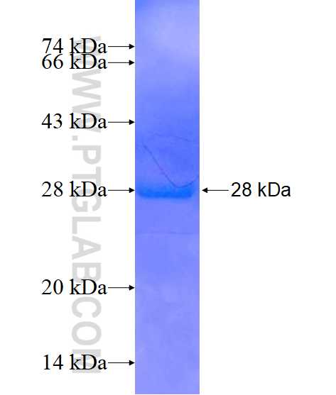 FANCG fusion protein Ag16687 SDS-PAGE