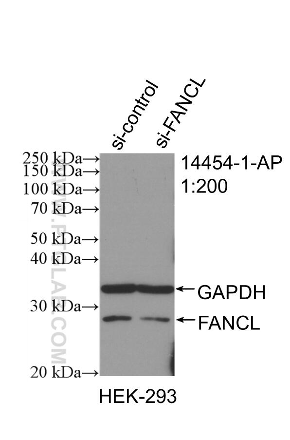 Western Blot (WB) analysis of HEK-293 cells using FANCL Polyclonal antibody (14454-1-AP)