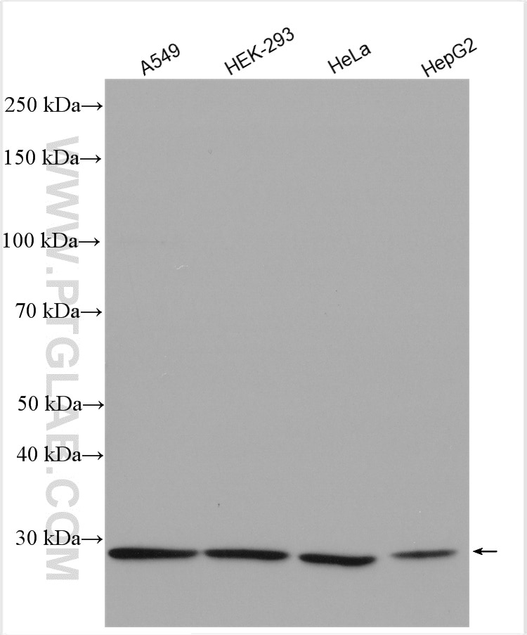 Western Blot (WB) analysis of A549 cells using FANCL Polyclonal antibody (14454-1-AP)