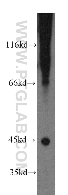 FANCL Polyclonal antibody