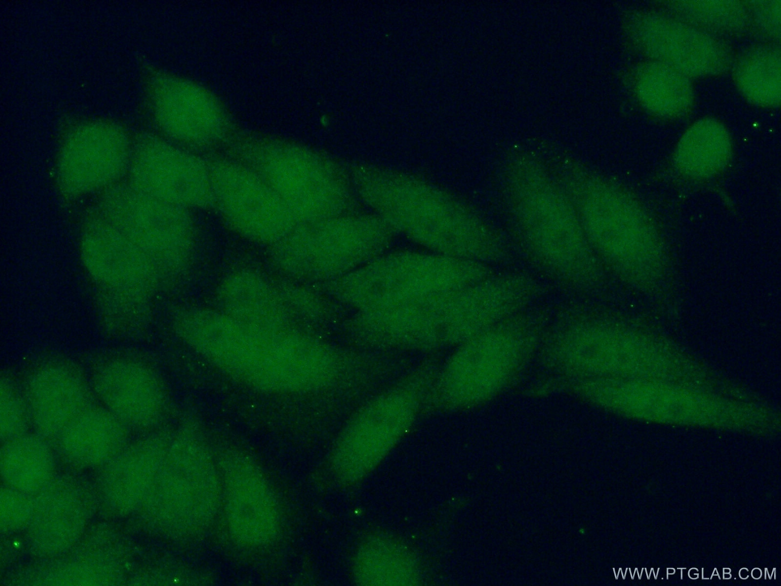 Immunofluorescence (IF) / fluorescent staining of HeLa cells using FANCL Polyclonal antibody (19187-1-AP)