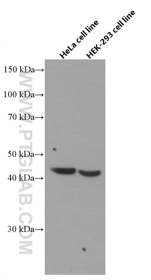 Western Blot (WB) analysis of HeLa cells using FANCL Monoclonal antibody (66639-1-Ig)