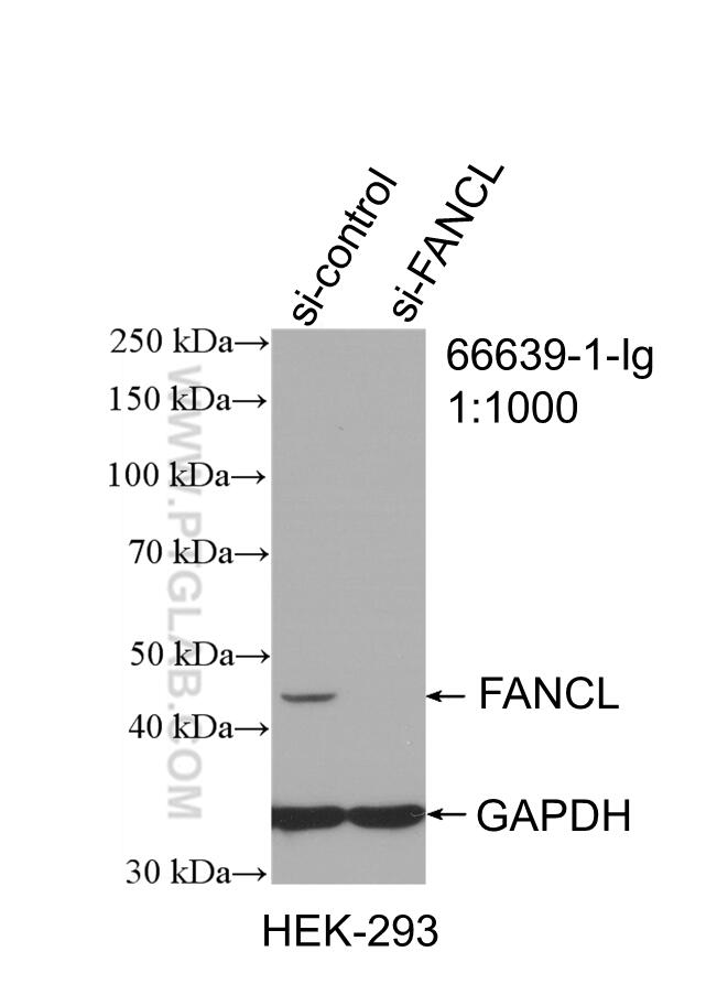 Western Blot (WB) analysis of HEK-293 cells using FANCL Monoclonal antibody (66639-1-Ig)