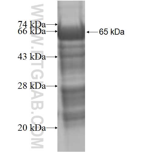 FANCL fusion protein Ag6031 SDS-PAGE
