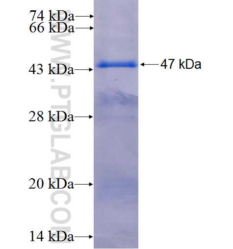 FANCL fusion protein Ag6192 SDS-PAGE