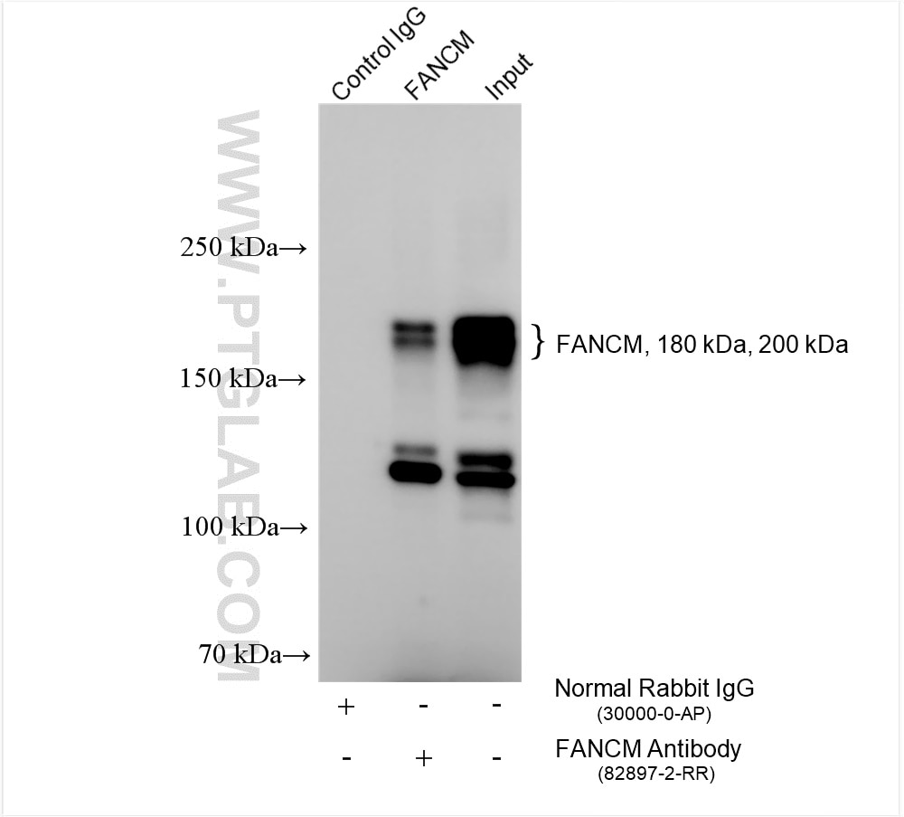 Immunoprecipitation (IP) experiment of HepG2 cells using FANCM Recombinant antibody (82897-2-RR)