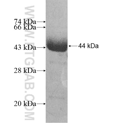 FANK1 fusion protein Ag10639 SDS-PAGE