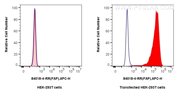 1x10^6 untransfected (left) or FAP transfected (right) HEK-293T cells were surface stained with 0.25 ug FAP Recombinant antibody (84018-4-RR, Clone:241129B4) (red) or Isotype Control (blue), and Multi-rAb CoraLite ® Plus 647-Goat Anti-Rabbit Recombinant Secondary Antibody (H+L) (RGAR005). 1x10^6 HEK-293T cells were surface stained with 0.25 ug FAP Recombinant antibody (84018-4-RR, Clone:241129B4) (red), or Isotype Control (blue) and Multi-rAb CoraLite ® Plus 647-Goat Anti-Rabbit Recombinant Secondary Antibody (H+L) (RGAR005). Cells were not fixed. This data was developed using the same antibody clone with 84018-4-PBS in a different storage buffer formulation. Flow cytometry (FC) experiment of Transfected HEK-293T cells using FAP Recombinant monoclonal antibody (84018-4-RR)