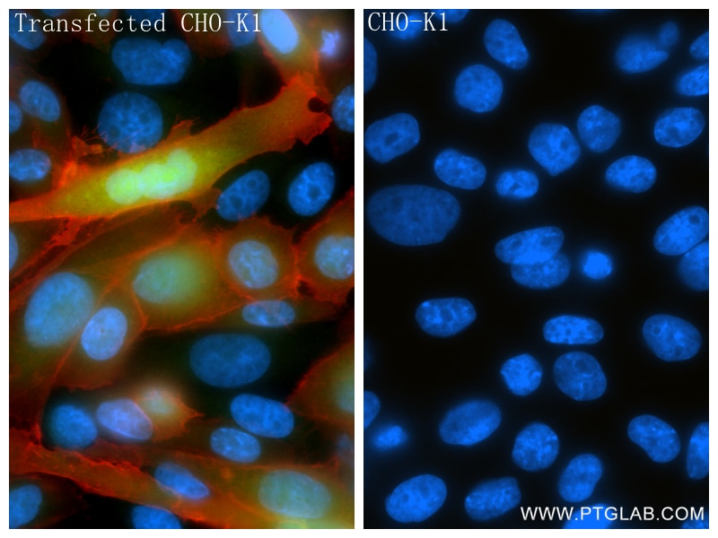 Immunofluorescence (IF) / fluorescent staining of Transfected HEK-293 cells using FAP Recombinant monoclonal antibody (84018-4-RR)
