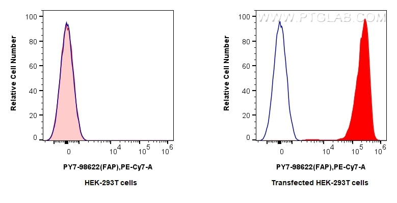FAP antibody (PY7-98622) | Proteintech