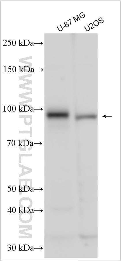 Western Blot (WB) analysis of various lysates using FAPA Polyclonal antibody (11779-1-AP)