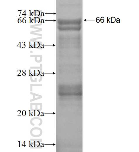 FAPA fusion protein Ag2439 SDS-PAGE
