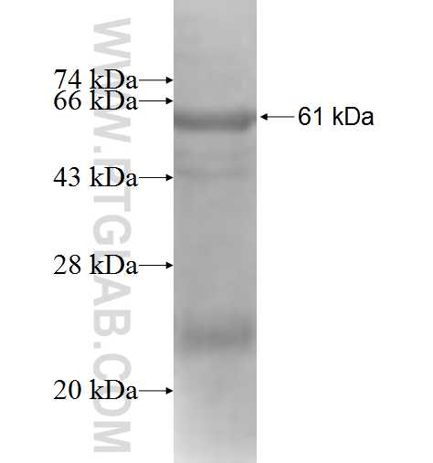 FAR1 fusion protein Ag9026 SDS-PAGE