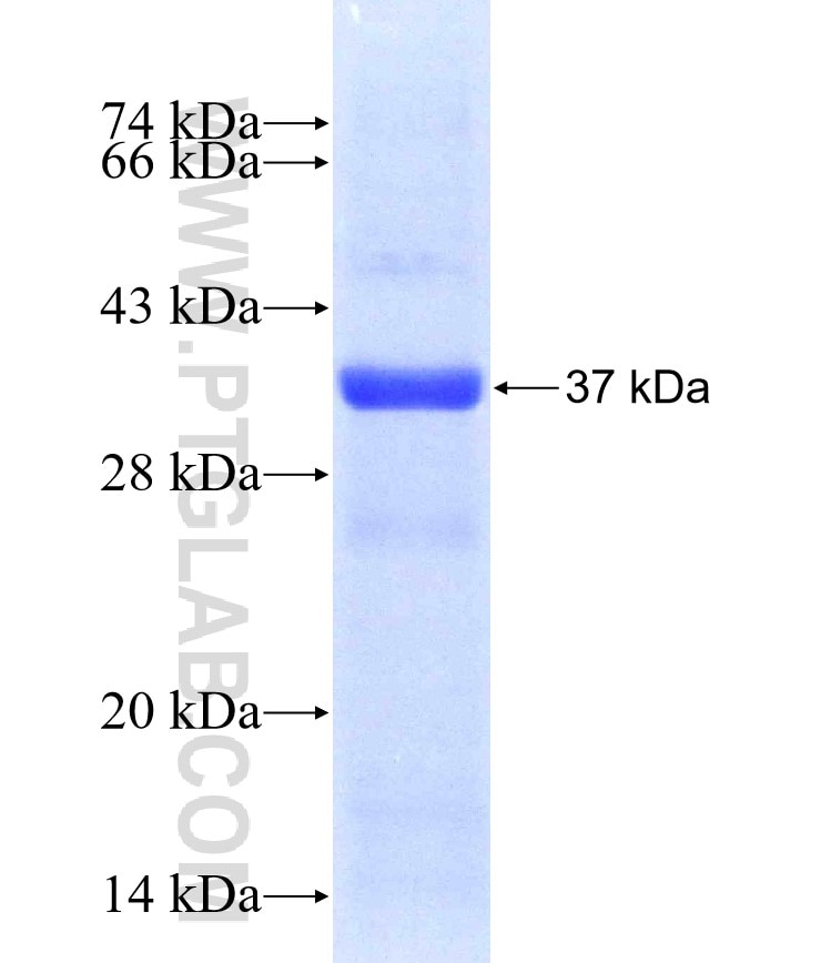 FAR1 fusion protein Ag9050 SDS-PAGE