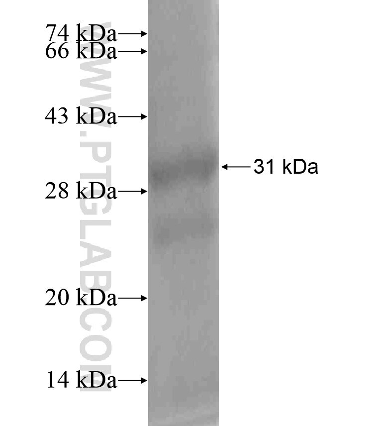 FAR2 fusion protein Ag18444 SDS-PAGE