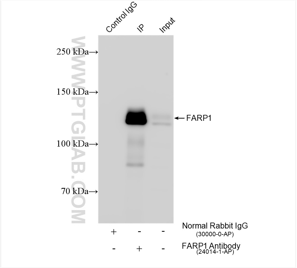Immunoprecipitation (IP) experiment of HeLa cells using FARP1 Polyclonal antibody (24014-1-AP)