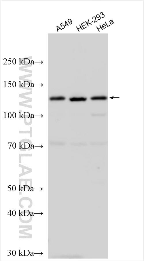 Western Blot (WB) analysis of various lysates using FARP1 Polyclonal antibody (24014-1-AP)