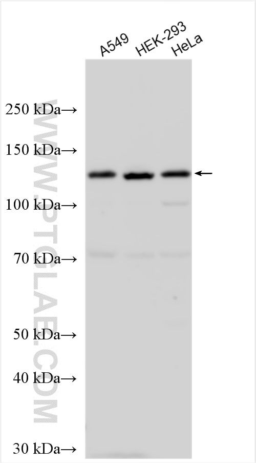 Western Blot (WB) analysis of various lysates using FARP1 Polyclonal antibody (24014-1-AP)