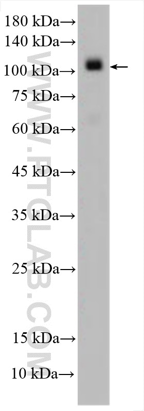 Western Blot (WB) analysis of various lysates using FARP1 Polyclonal antibody (24014-1-AP)