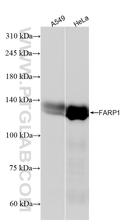 FARP1