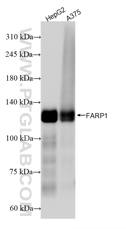 Western Blot (WB) analysis of various lysates using FARP1 Recombinant antibody (85638-4-RR)