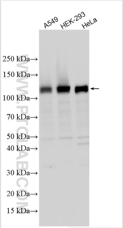Western Blot (WB) analysis of various lysates using FARP1 Recombinant monoclonal antibody (85638-4-RR)