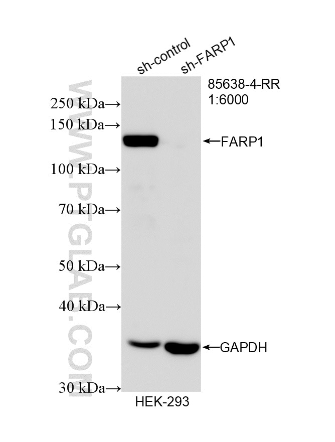 Western Blot (WB) analysis of HEK-293 cells using FARP1 Recombinant monoclonal antibody (85638-4-RR)