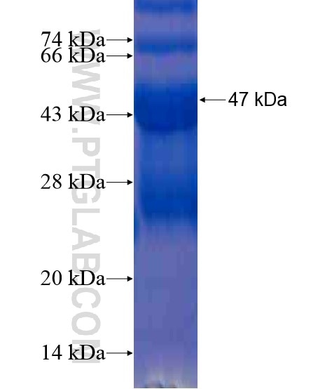 FARP1 fusion protein Ag21225 SDS-PAGE