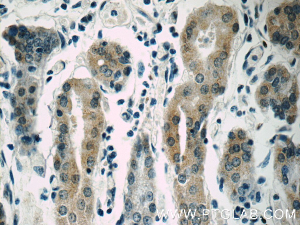 Immunohistochemistry (IHC) staining of human stomach tissue using FARP2 Polyclonal antibody (11488-1-AP)