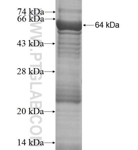 FARP2 fusion protein Ag1990 SDS-PAGE