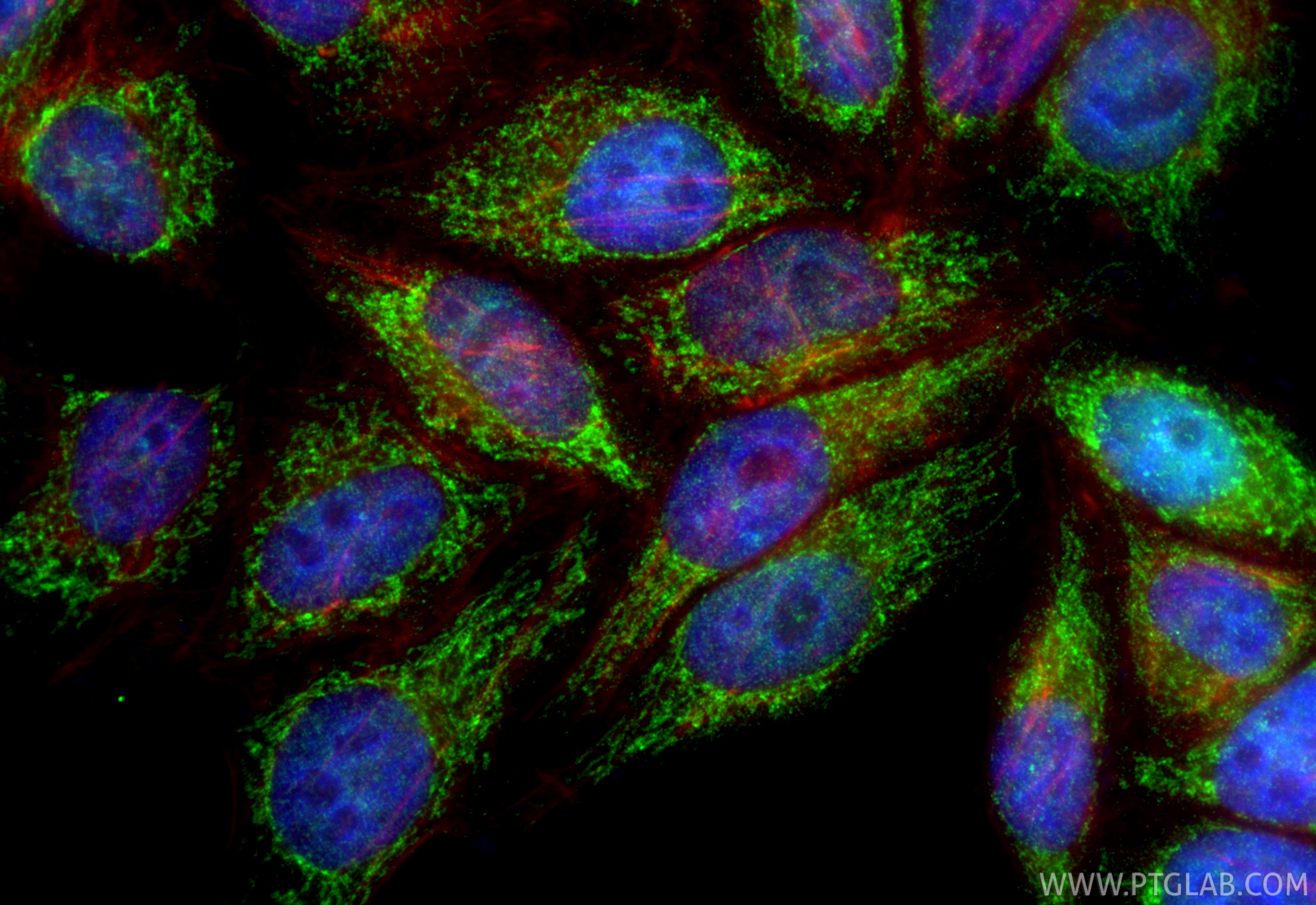 Immunofluorescent analysis of (4% PFA) fixed HepG2 cells using FARS2 antibody (16436-1-AP) at dilution of 1:200 and CoraLite®488-Conjugated Goat Anti-Rabbit IgG(H+L) (SA00013-2), CL594-Phalloidin (red). Immunofluorescence (IF) / fluorescent staining of HepG2 cells using FARS2 Polyclonal antibody (16436-1-AP)