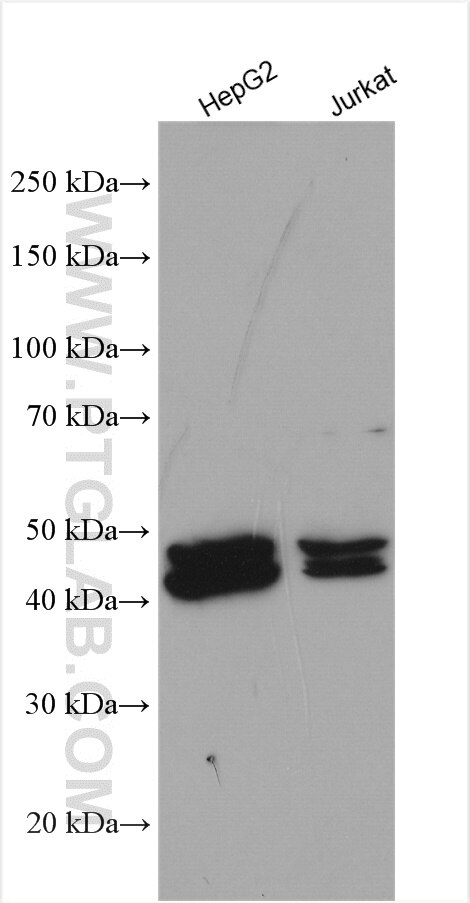 Western Blot (WB) analysis of various lysates using FARS2 Polyclonal antibody (16436-1-AP)