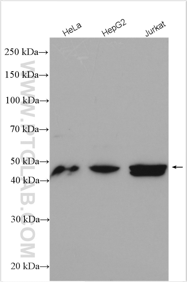 Western Blot (WB) analysis of various lysates using FARS2 Polyclonal antibody (16436-1-AP)
