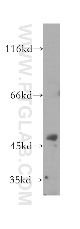 Western Blot (WB) analysis of HeLa cells using FARS2 Polyclonal antibody (16436-1-AP)